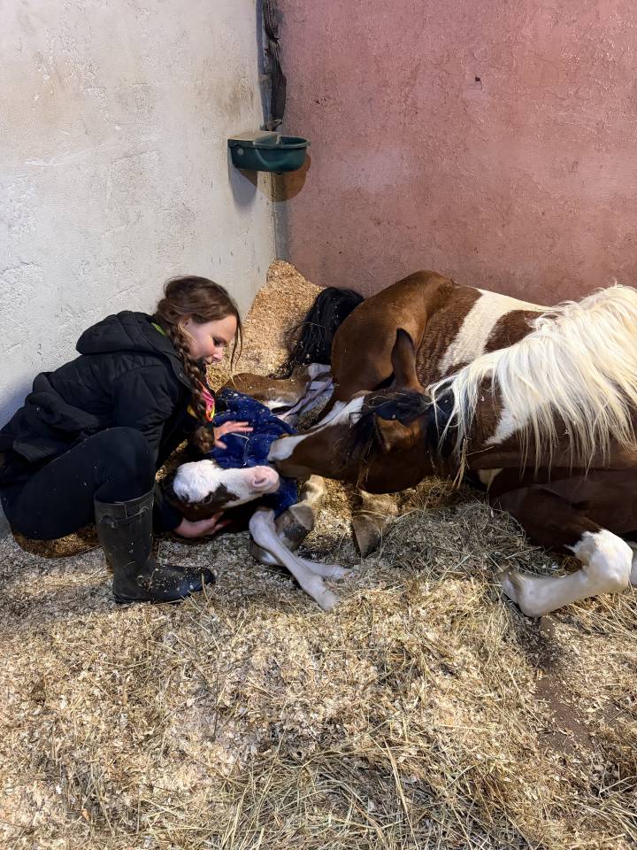 Pouliche Couleur Jument PSA Pur-Sang Arabe Baie DW19 