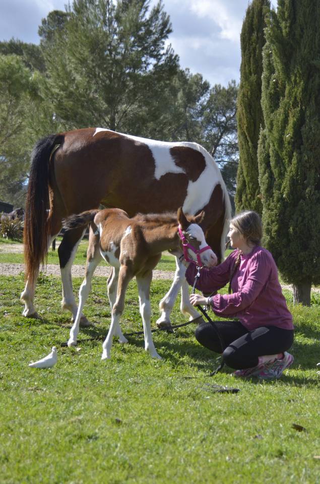 Pouliche Couleur Jument PSA Pur-Sang Arabe Baie DW19 