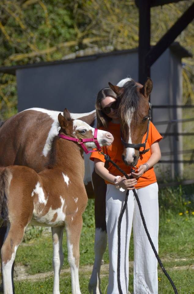 Pouliche DSA Baie DW19 - Demi-Sang Arabe 97%