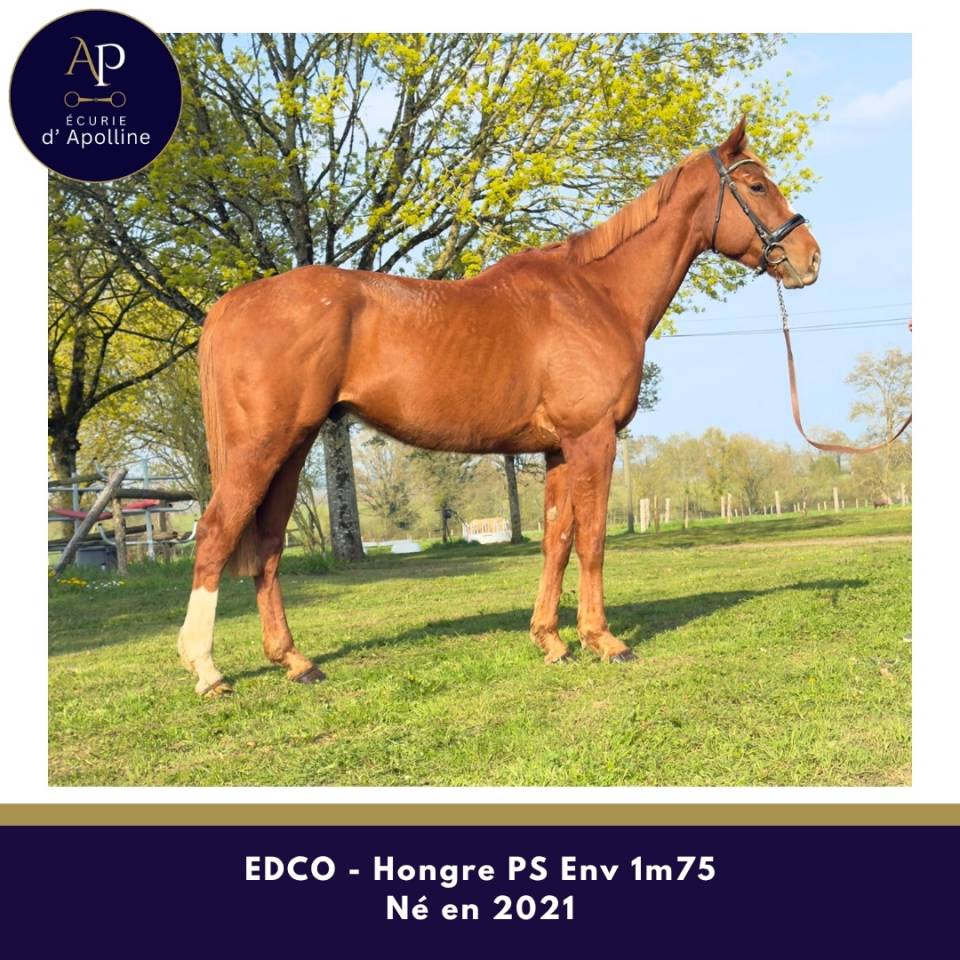 Grand cheval 5 ans pour bonne maison