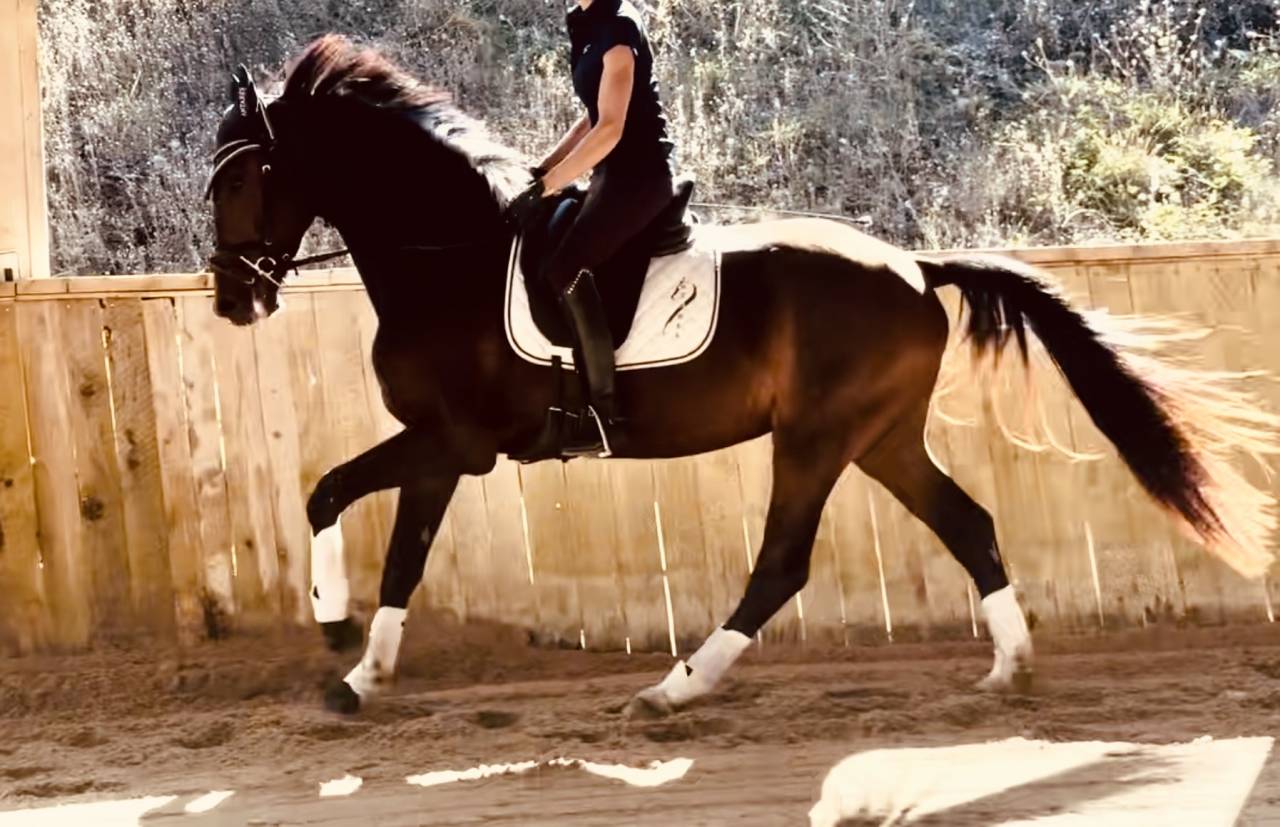 Hongre KWPN Dressage