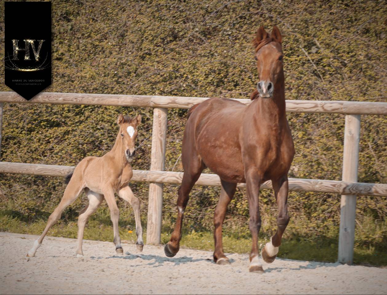 ✨️ Pouliche kwpn Lusitano sport ✨️