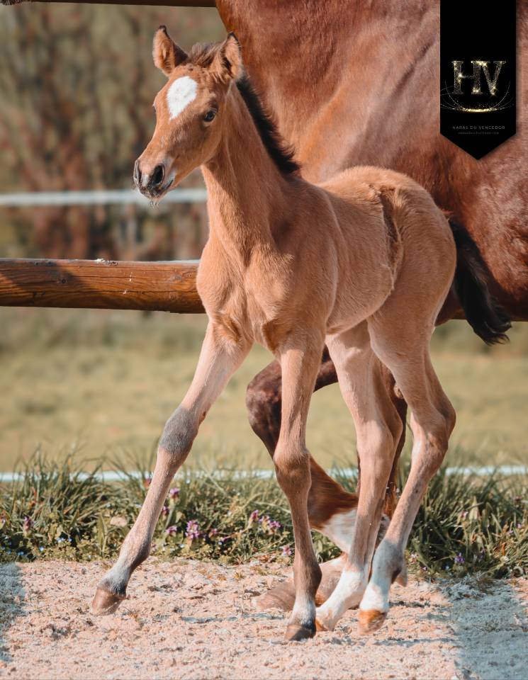 ✨️ Pouliche kwpn Lusitano sport ✨️