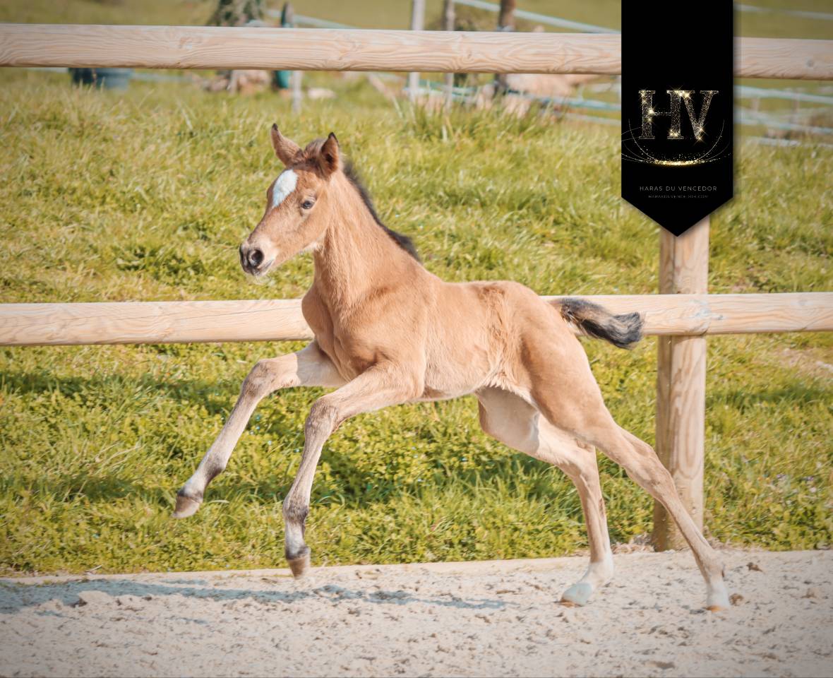 ✨️ Pouliche kwpn Lusitano sport ✨️