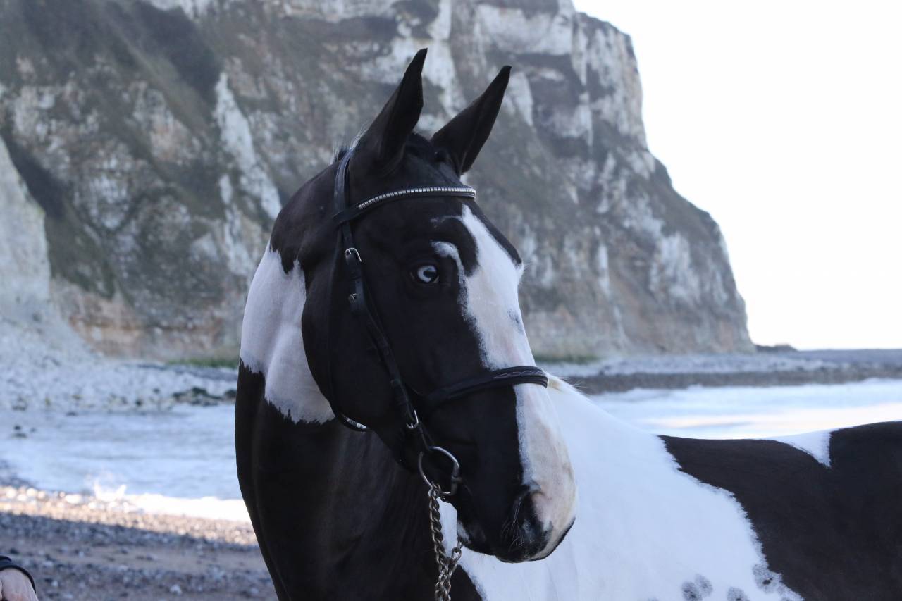 Saillie ETALON Pie-noir homozygote