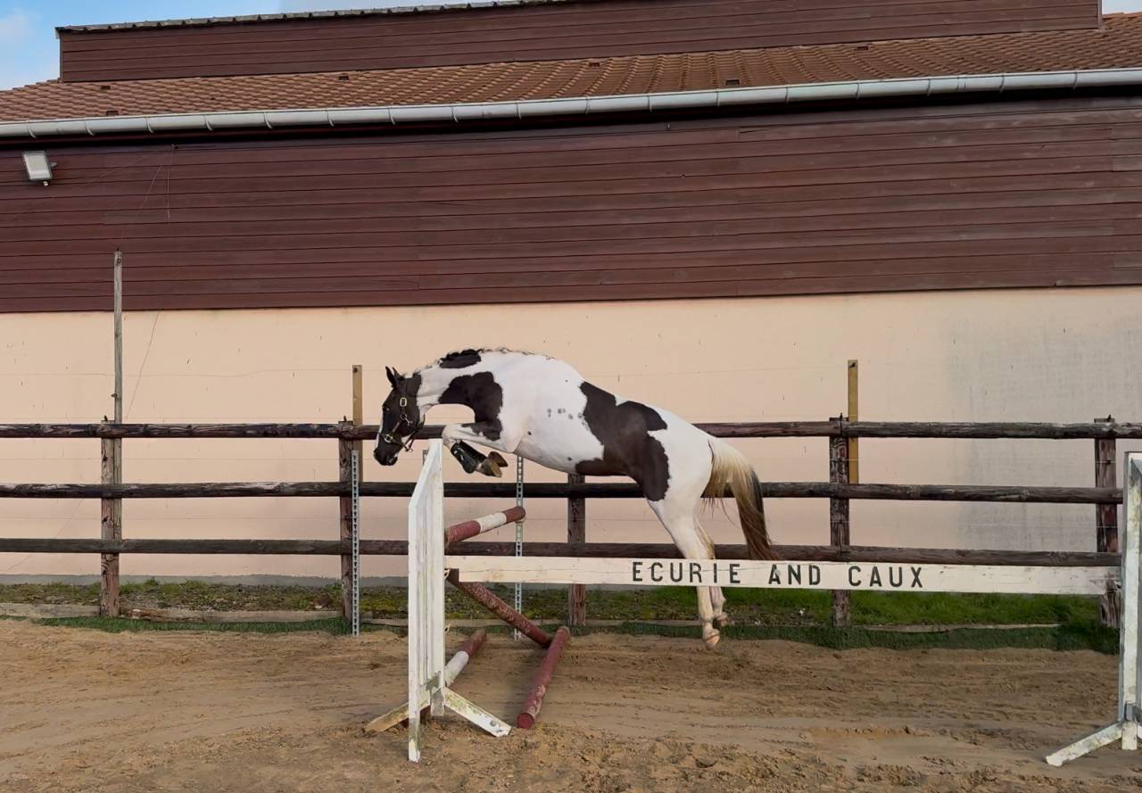 Saillie ETALON Pie-noir homozygote