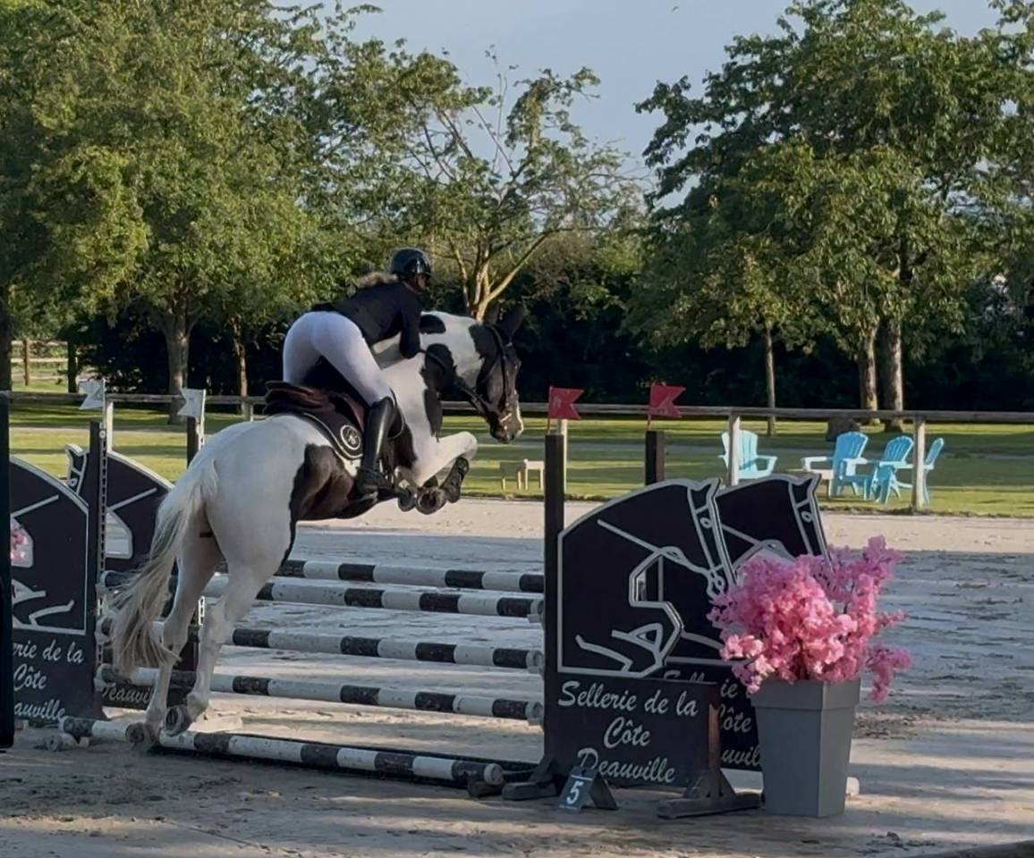 Saillie ETALON Pie-noir homozygote