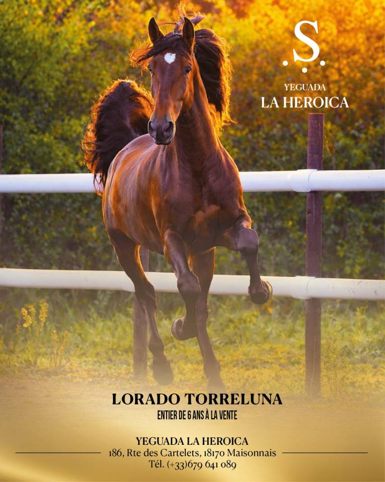 Lorado Torreluna &ndash; PRE 5 ans &ndash; 1m75 &ndash; Cheval d&rsquo;exceptio