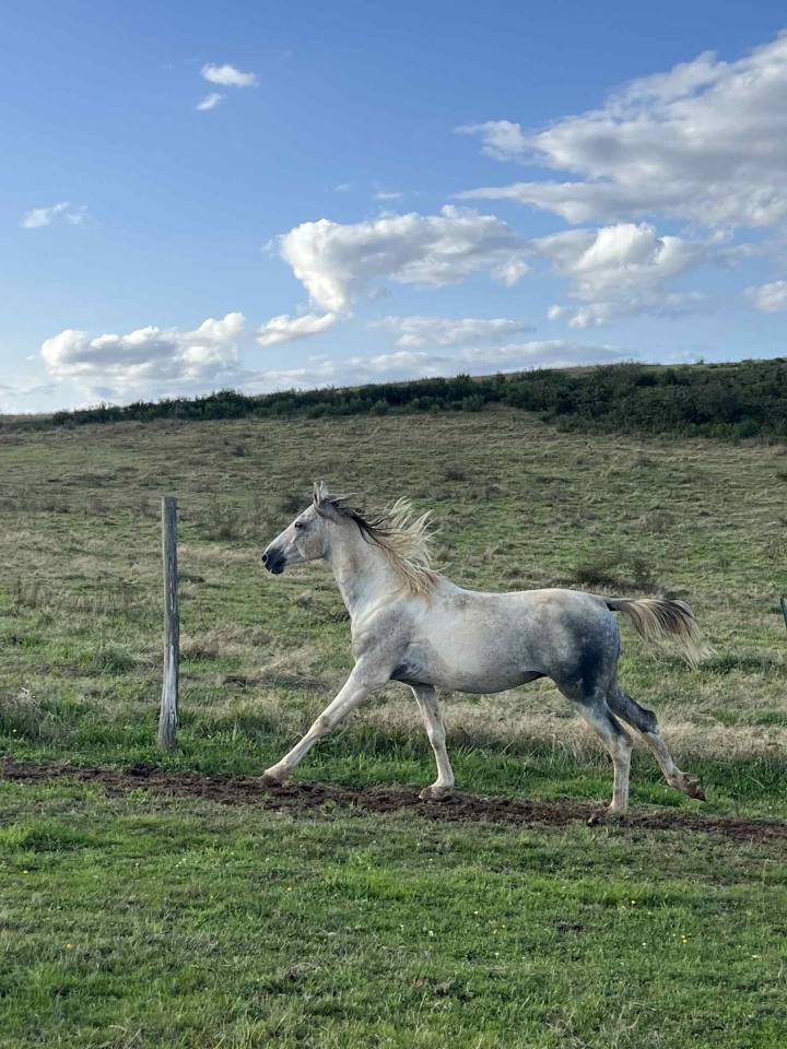 Etalon OC de 2017 porteur pie