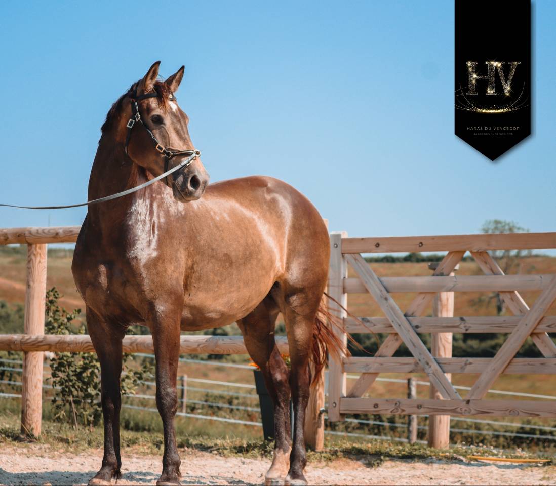 Jument Lusitanosport par Kjento 