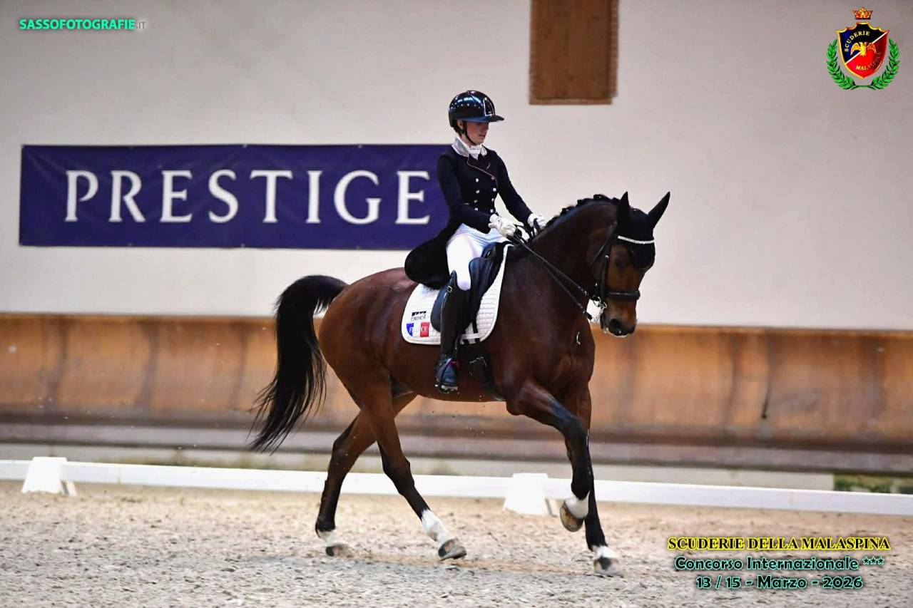 Hongre - BWP - 15 ans - Dressage / CDI YR  - France
