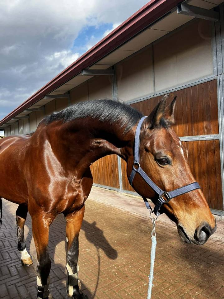 Hongre - BWP - 15 ans - Dressage / CDI YR  - France