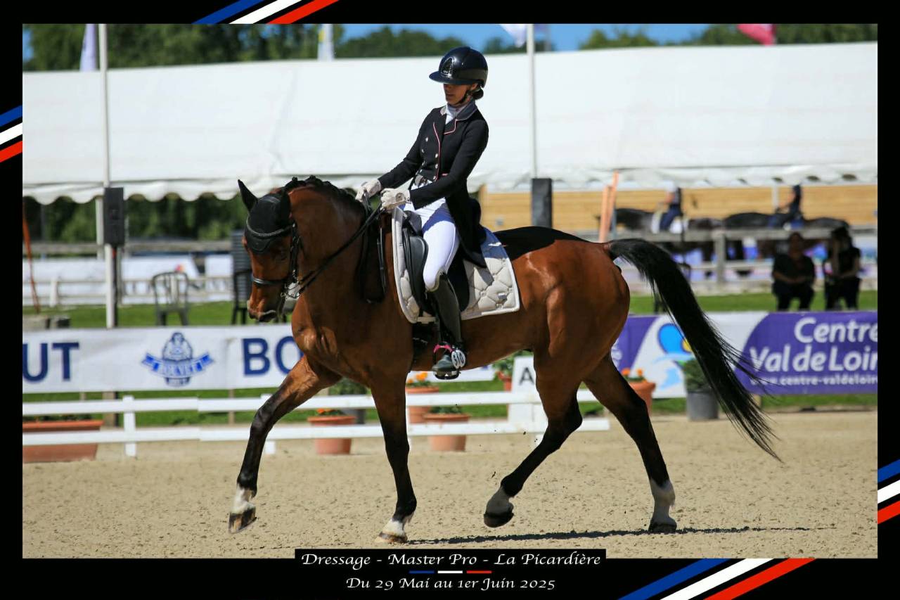 Hongre - BWP - 15 ans - Dressage / CDI YR  - France