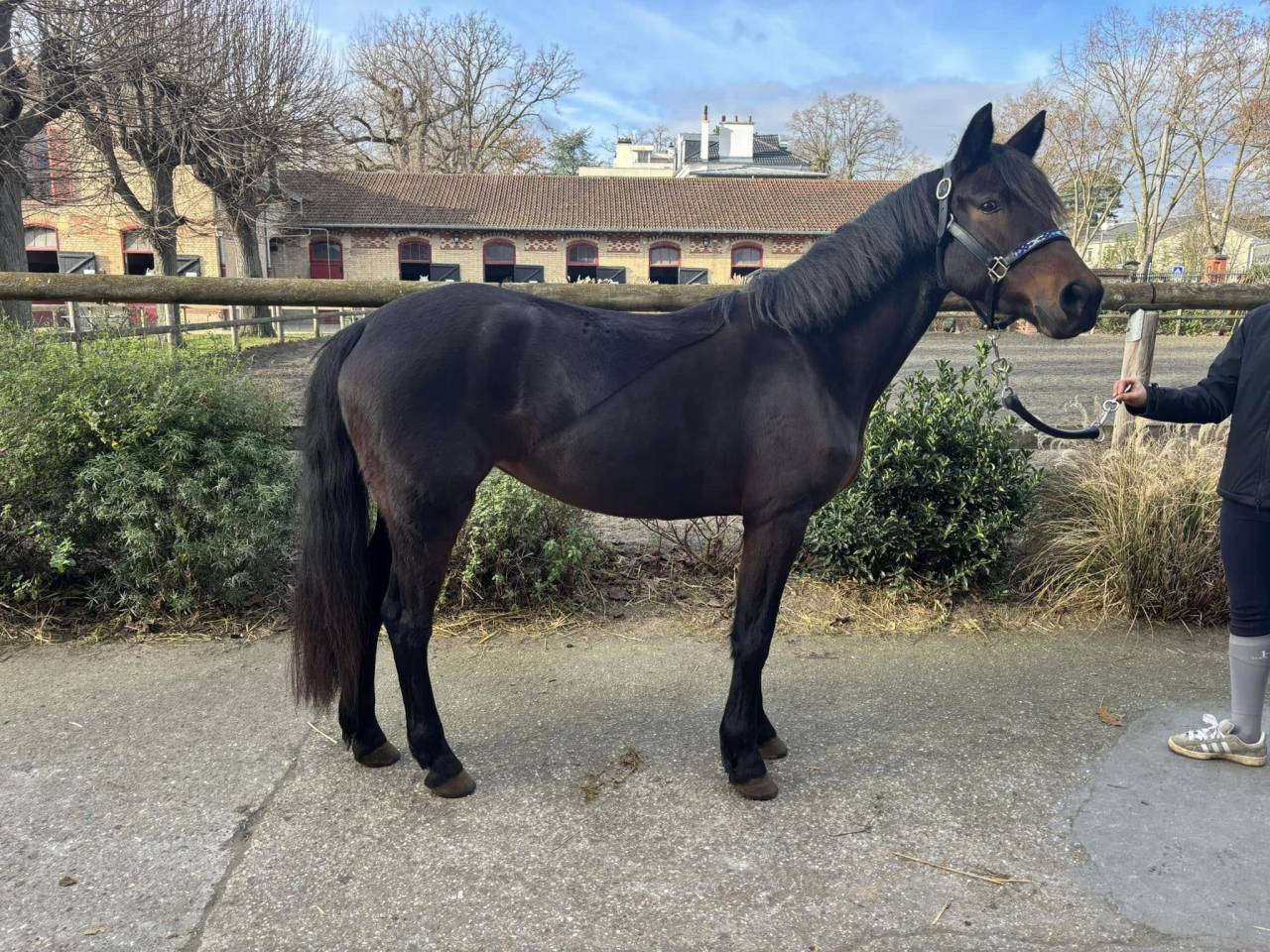 Litchy, ponette D sortie en concours