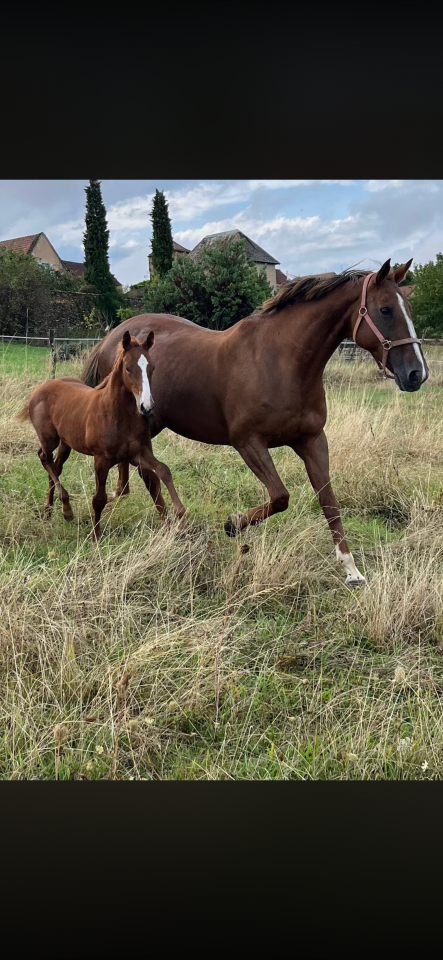 Poulini&egrave;re sfo pleine iso 140 / 7 pts pace 