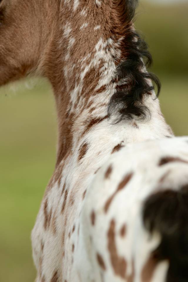 Qismat Du Layon poulain Nez Perce