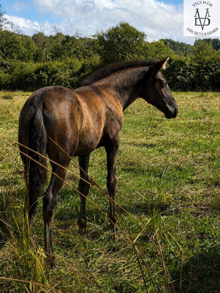 Pouliche PRE noire Prl &agrave; vendre