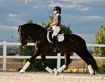Pouliche PRE noire Prl &agrave; vendre