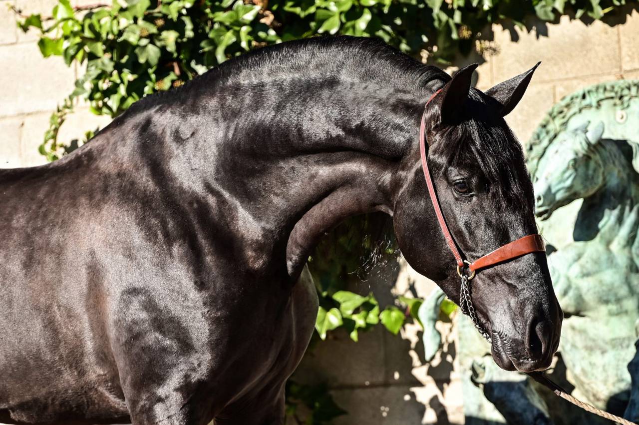 Pouliche PRE noire Prl &agrave; vendre