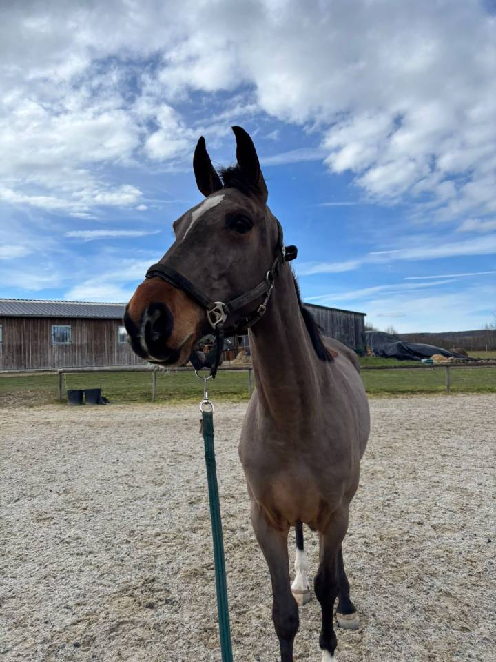 Jument de 4 ans, belles allures, id&eacute;ale amateur