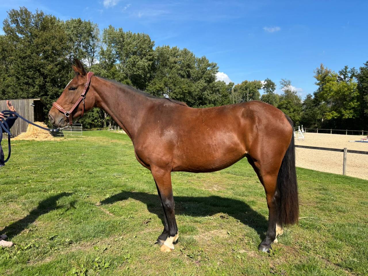 Jument de 4 ans, belles allures, id&eacute;ale amateur