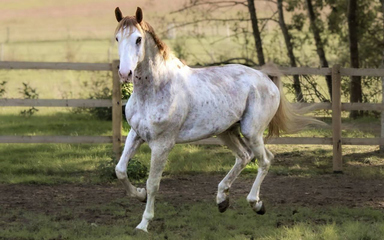 Saillie entier Z dominant White alezan 