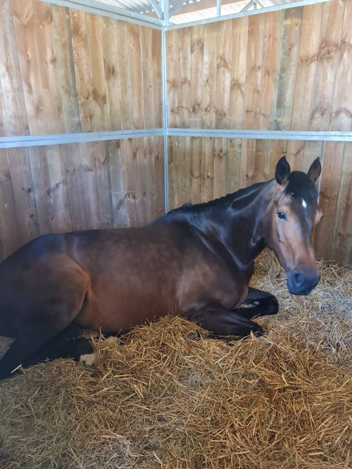 A vendre poulini&egrave;re 10 ans pleine de dollar du rouet