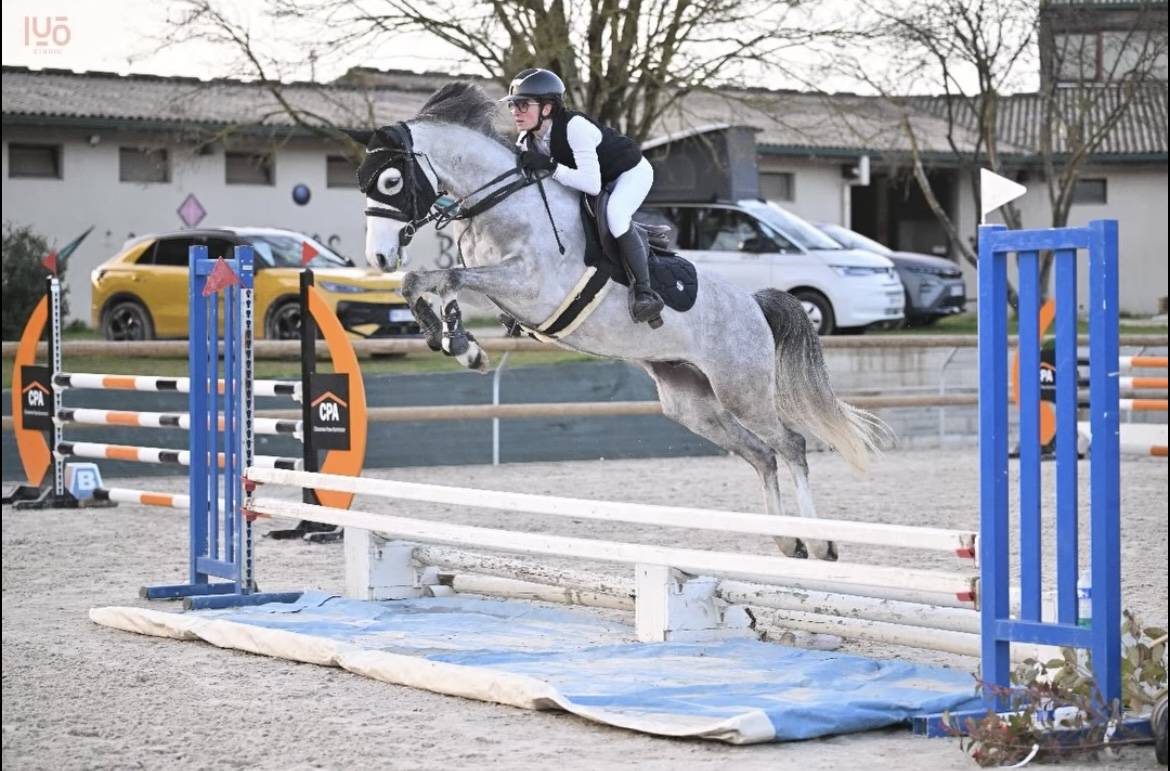 Poney de 6 ans PFS - 148cm - fils de UHELEM DE SEILLE