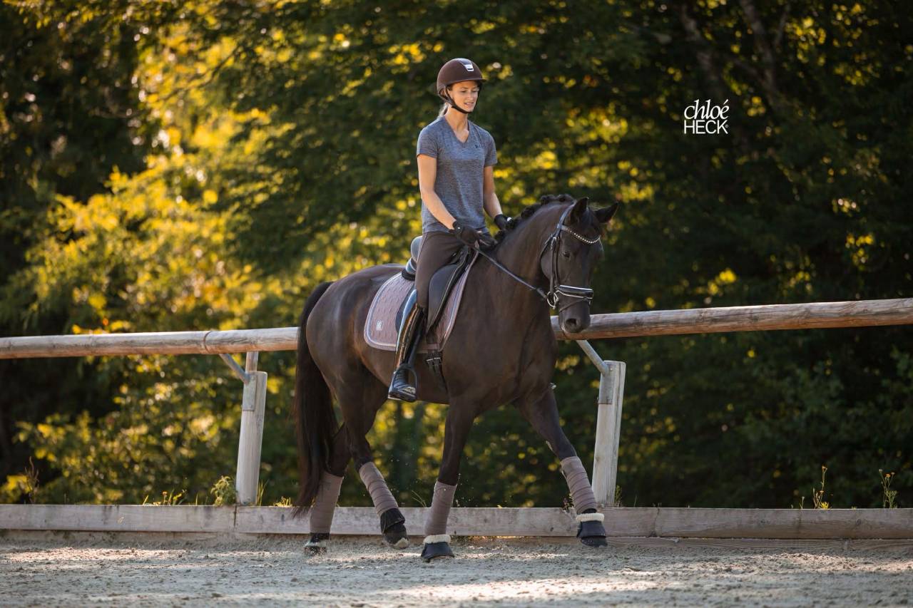 Jument - Selle Fran&ccedil;ais - 6 ans - Dressage - France