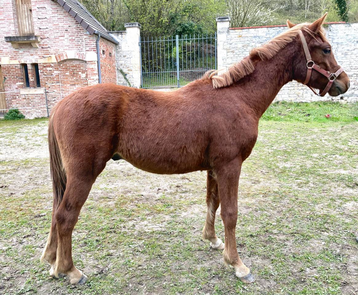 Poney D PFS/connemara 1 an 