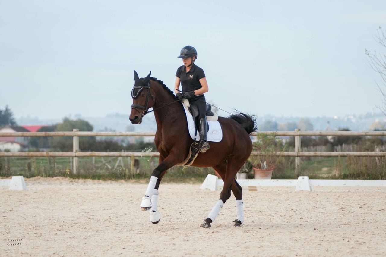 Jument- KWPN - 10 ans - Dressage - France
