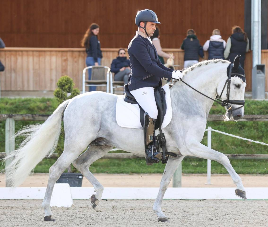 Entier -PRE -15 ans - Dressage- France