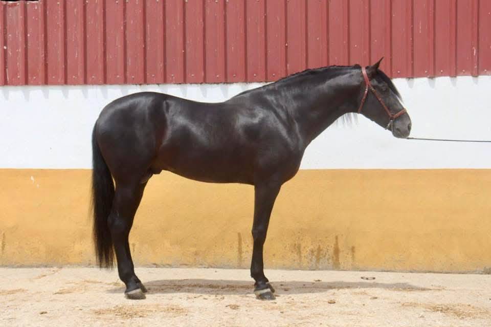 Don Honoroso lll - PRE Pure Race Espagnole 2017 par Vi&ntilde;as pirata