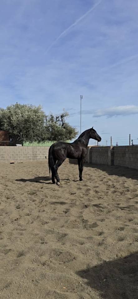 Don Honoroso lll - PRE Pure Race Espagnole 2017 par Vi&ntilde;as pirata