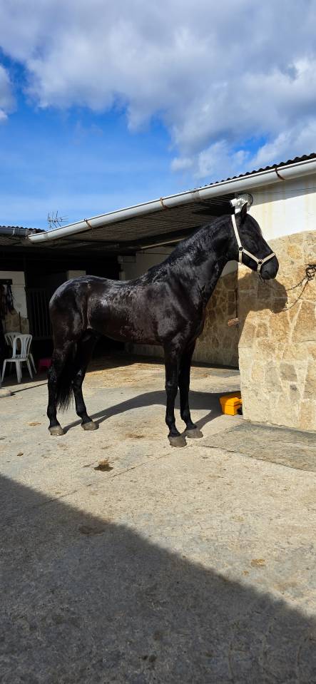 Don Honoroso lll - PRE Pure Race Espagnole 2017 par Vi&ntilde;as pirata