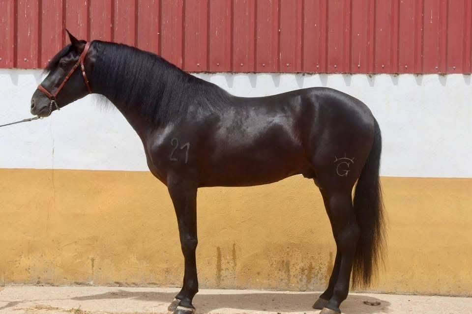 Don Honoroso lll - PRE Pure Race Espagnole 2017 par Vi&ntilde;as pirata