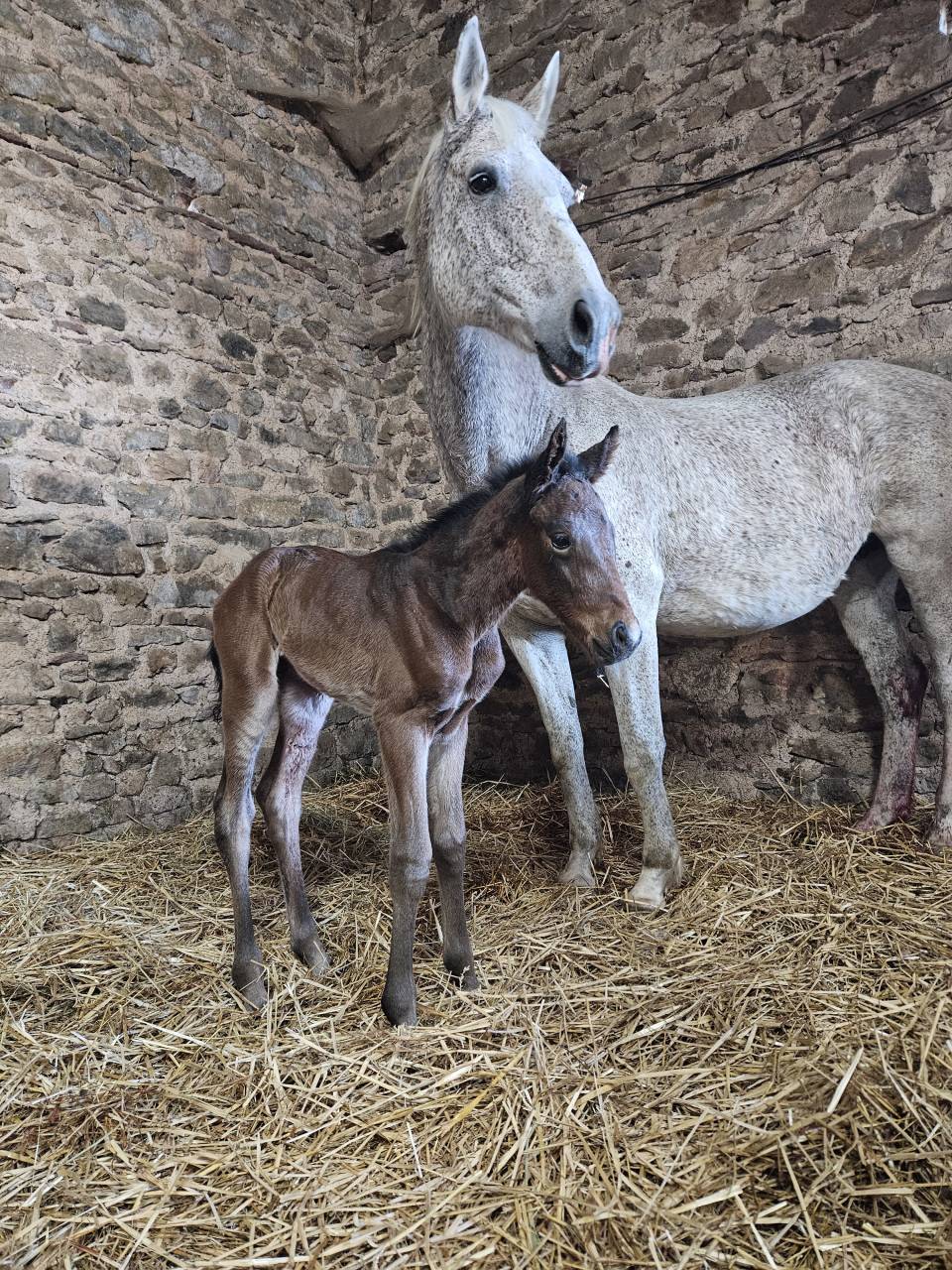 Pouliche 2026 selle Francais 