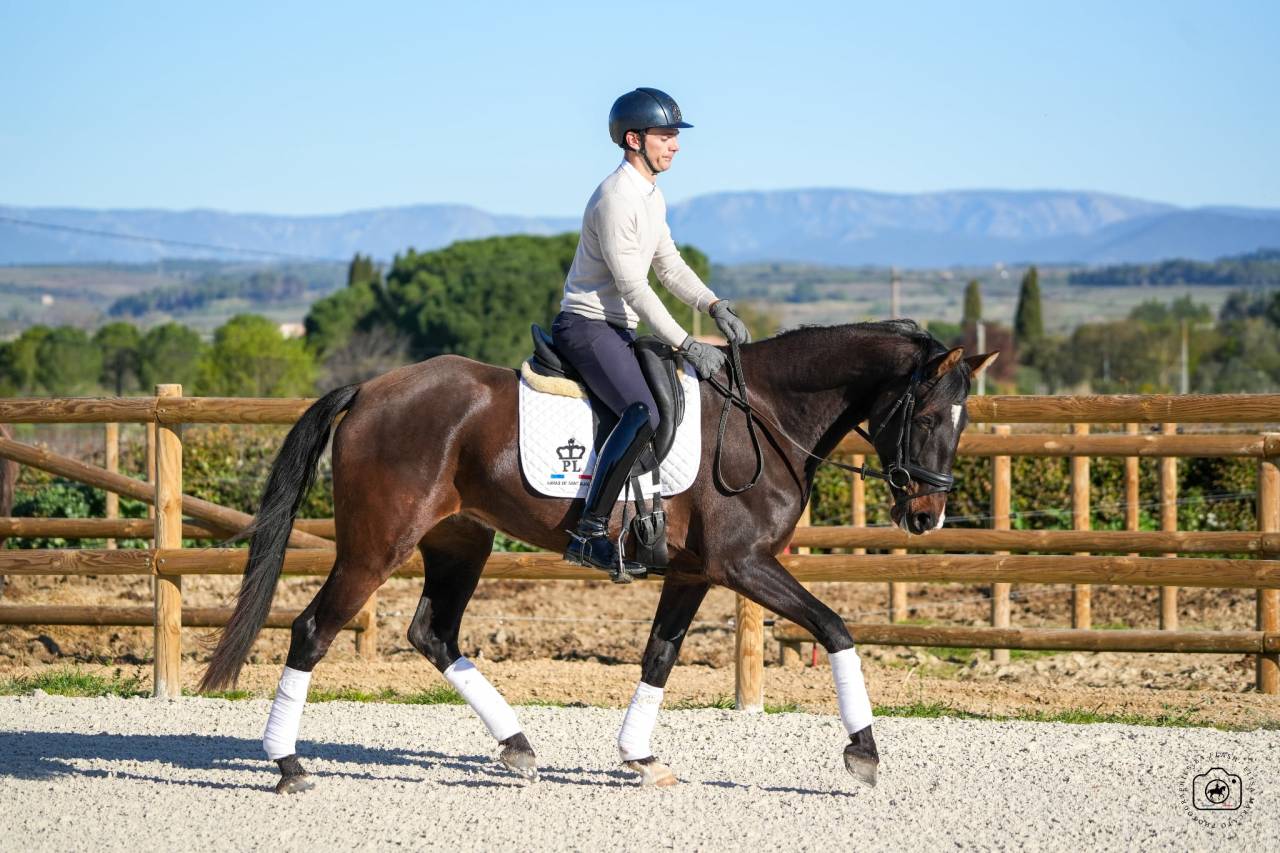 Jument - KWPN  - 6 ans - Dressage - France