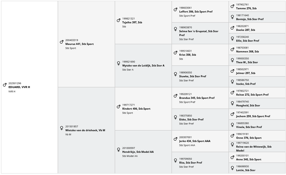 Poulain frison plein papier par Maurus 441 X Rindert 40