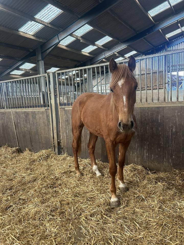 CHELSEA MORNING DU GAZON