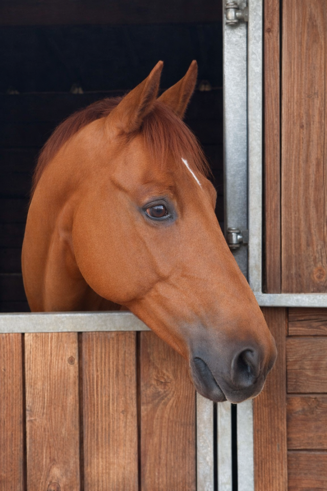 SUPERBE HONGRE MA&Icirc;TRE D &Eacute;COLE 