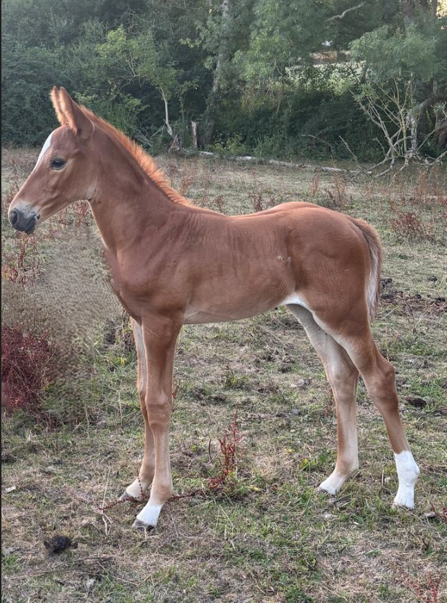 Jument SF pour loisir ou repro