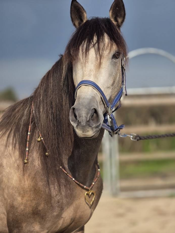 Cheval espagnol randonn&eacute;e
