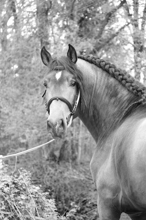 Fiador Salvatella II - Entier - PRE 4 ans - 1m72 -  