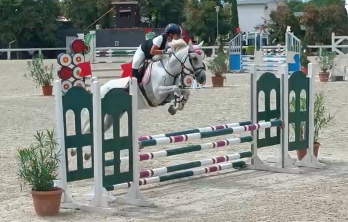 Jument Connemara A vendre 2011 Gris