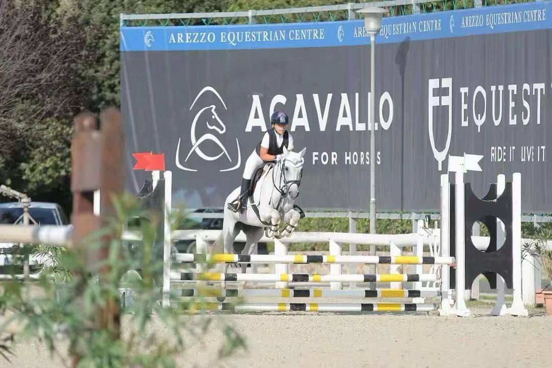 Jument Connemara A vendre 2011 Gris