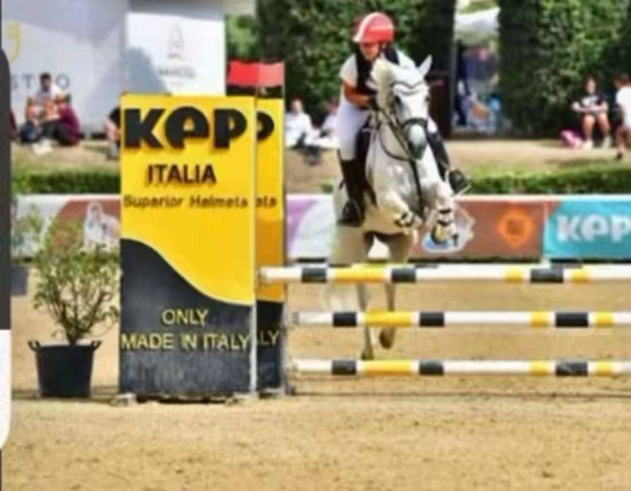 Jument Connemara A vendre 2011 Gris