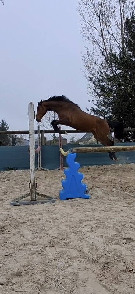 Jument Selle Fran&ccedil;ais 2024 Cooper- Diamant 