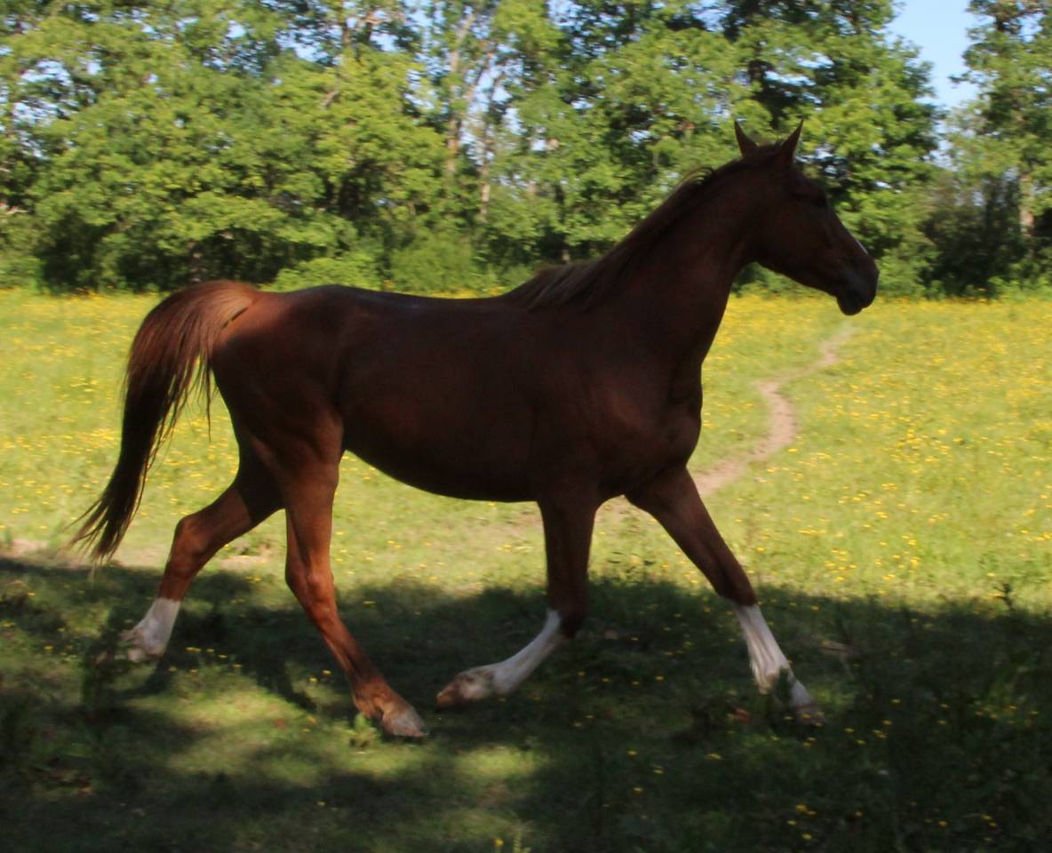 Hongre 5 ans SF Originel par Ernest 