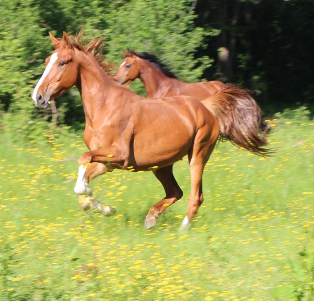 Hongre 5 ans SF Originel par Ernest 